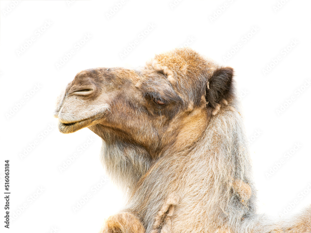 camel ( camelus dromedarius) portrait isolated on white background