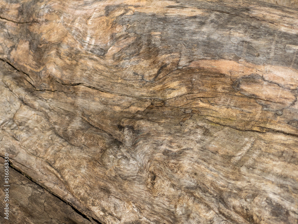 Naklejka premium Rough textured knot on tree trunk closeup. Old wood bark texture. Natural tree trunk cracked surface closeup. Tree bark background. Grunge rough background