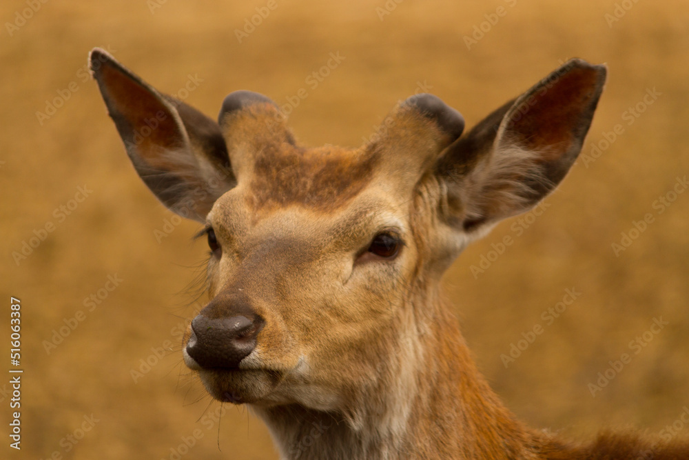 Close up of head of a cute deer.