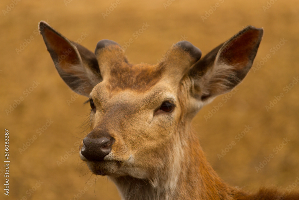 Close up of head of a cute deer. Close up of head of a cute deer.