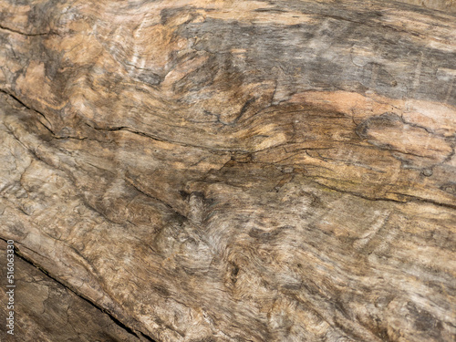 Wallpaper Mural Rough textured knot on tree trunk closeup. Old wood bark texture. Natural tree trunk cracked surface closeup. Tree bark background. Grunge rough background Torontodigital.ca
