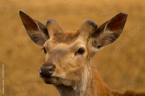 Close up of head of a cute deer. © lijphoto