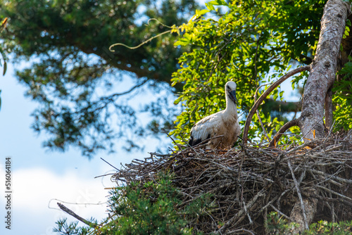young storks  in a nest high up in the tree on a nice summer day
