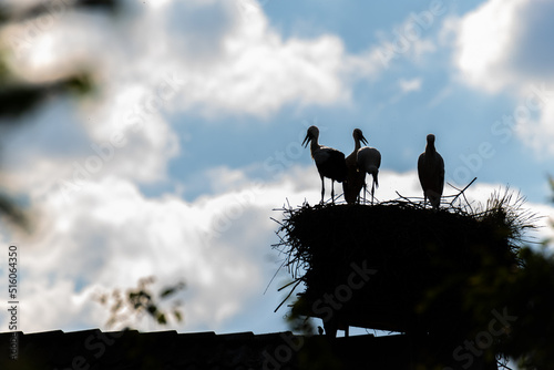 young storks in a nest high up in the tree on a nice summer day