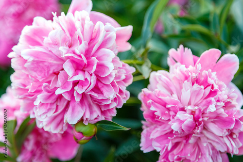 Delicate white-pink peonies blooming in the garden on a bush.