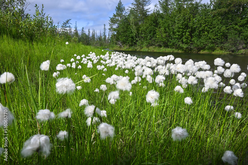 Cotton grass.