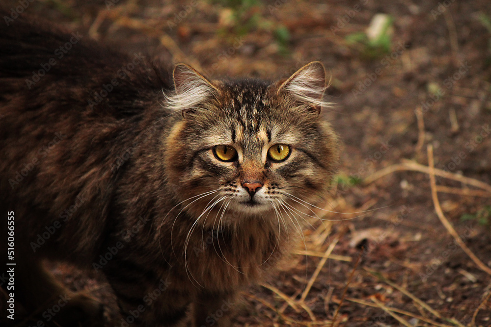 cat in the grass