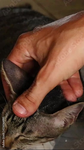 Close up of a cat getting a gentle head rub and massage from it's owner
