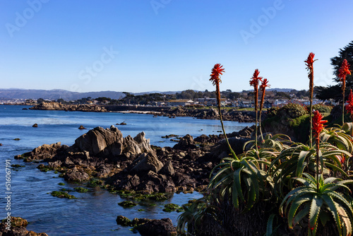 A red plant on the ocean background