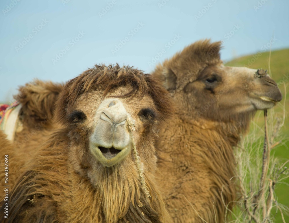 The camels are resting. They are very cute.