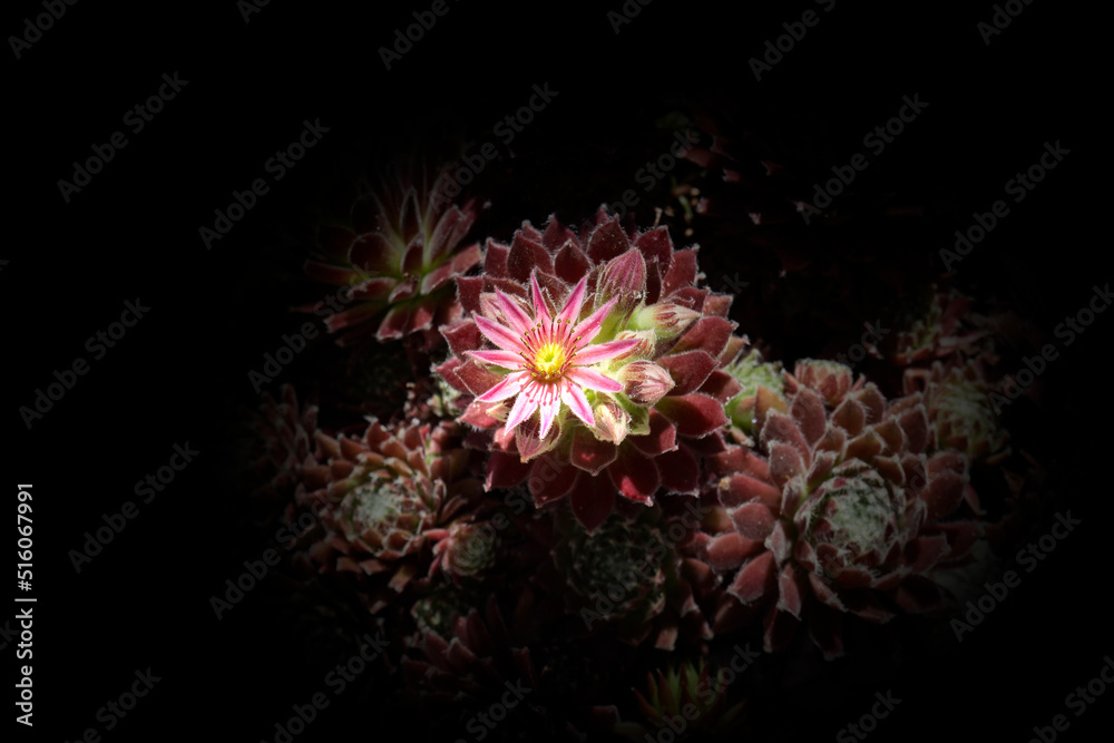 Sempervivum arachnoideum flower, cobweb houseleek, growing. With lighting effect and black background