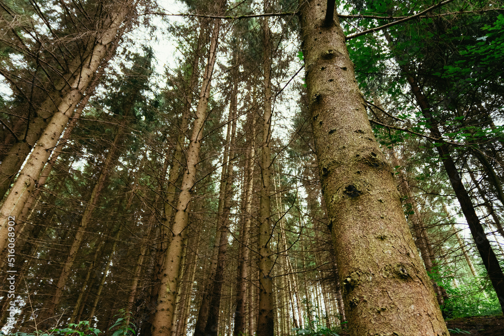 conifers in a forest with a view from below conifers in a forest with a view from below