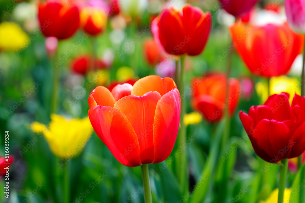 Colored red,yellow, white blossoming tulips in early morning sunlight. Selective focus Colored red,yellow, white blossoming tulips in early morning sunlight. Selective focus