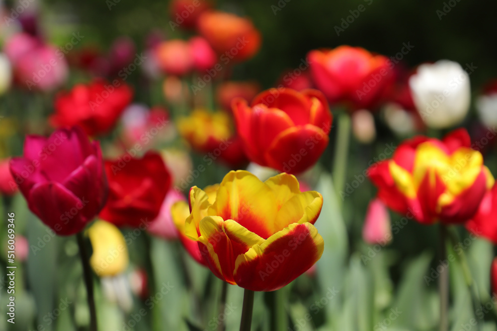 Colored red,yellow, white blossoming tulips in early morning sunlight. Selective focus