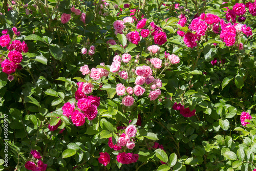 Continuously blooming rose rugosa, groundcover rose, Grothendorst variety.