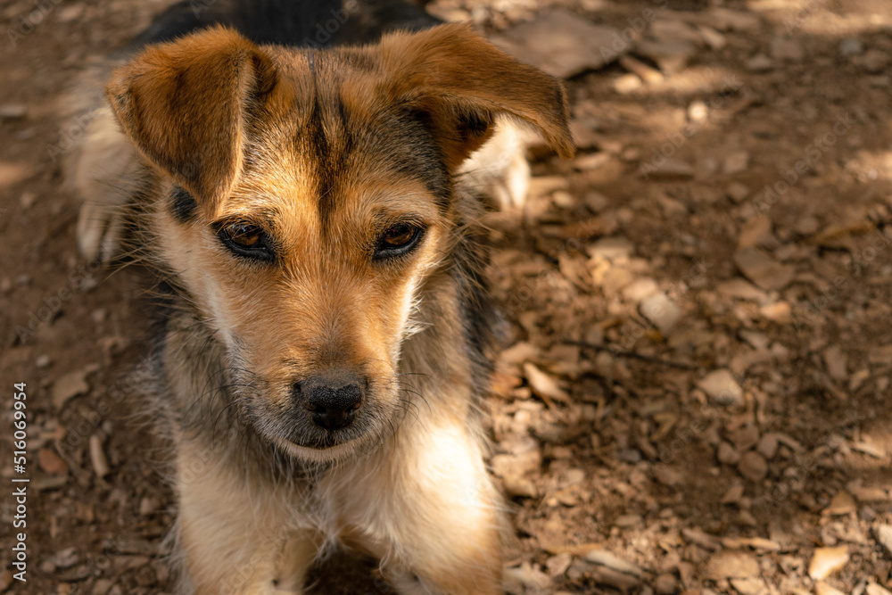 Fototapeta premium Perro de caza observa con mirada triste 