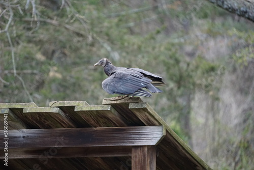 Black vulture perched on top of a shack