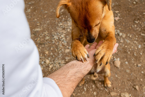Perro callejero triste apoya sus patas sobre mano de hombre photo