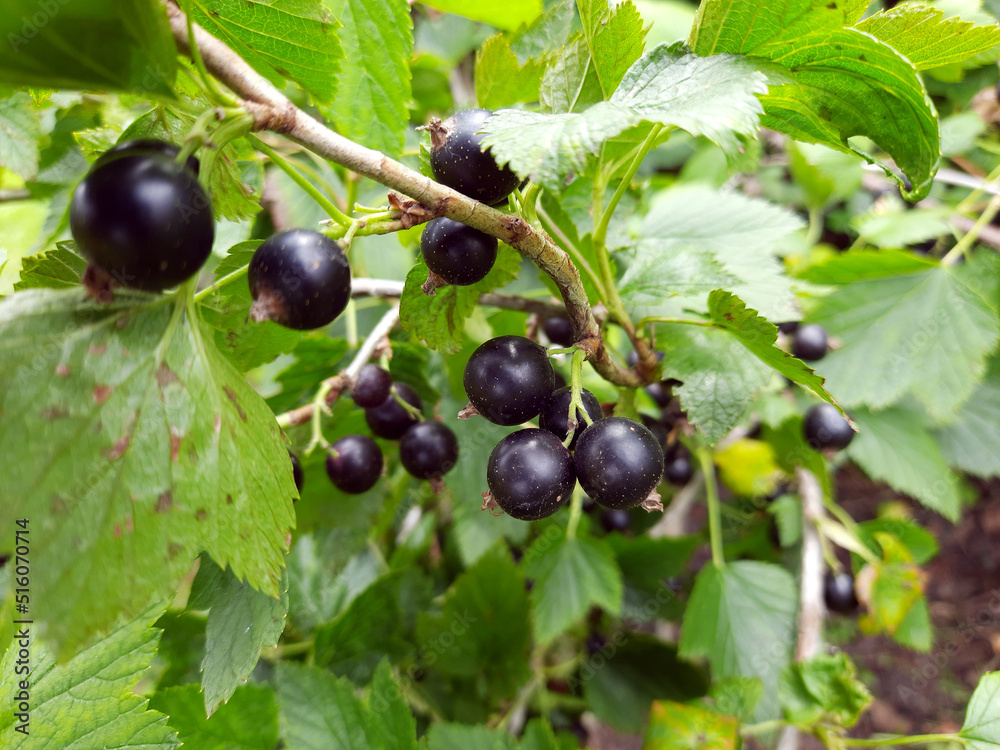 Black currant on the branch in the garden, summer food. Black currant on the branch in the garden, summer food.