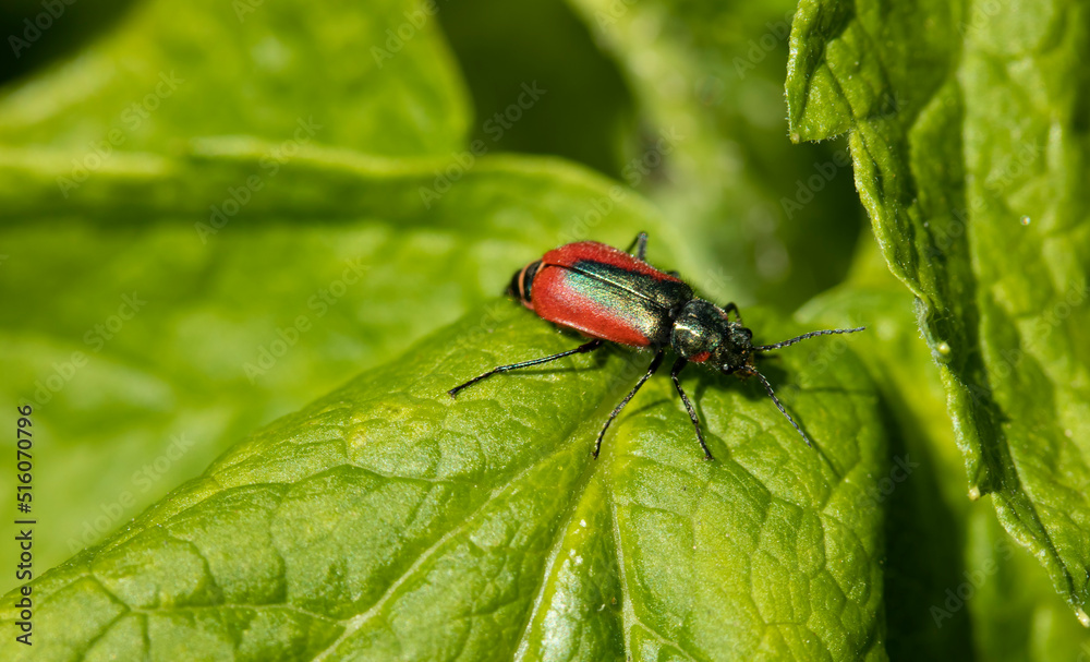Naklejka premium red-green beetle on a leaf of a bush,