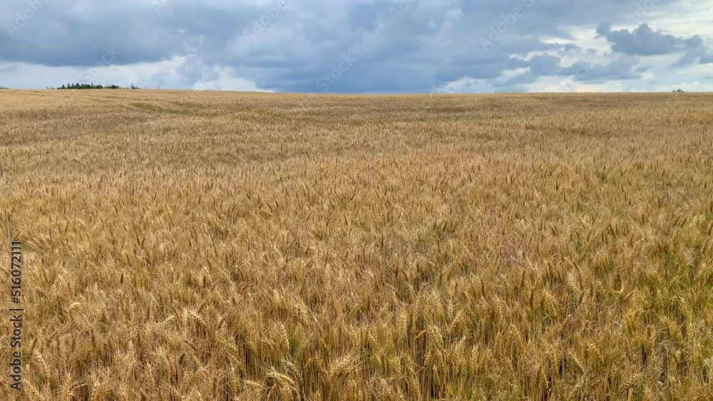 Golden ears of wheat on dramatic sky background in Czech Republic, Europe Golden ears of wheat on dramatic sky background in Czech Republic, Europe