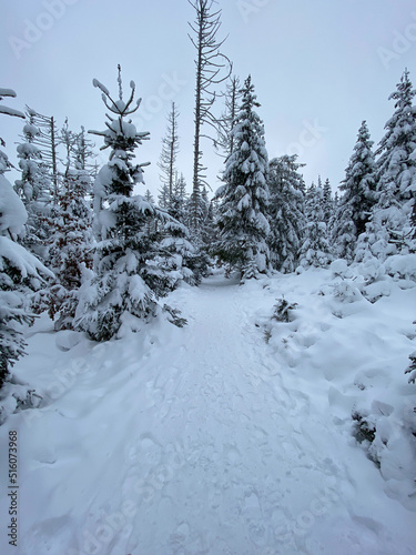 Winterlandschaft Schnee im Harz Deutschland Wald