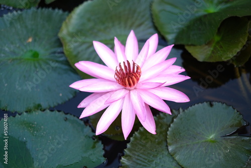 Beautiful pink lotus flowers on the pond