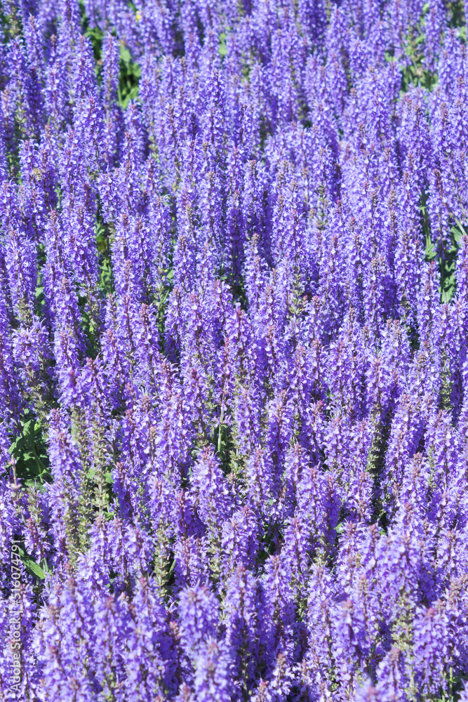 Fototapeta premium Lilac sage flowers blooms in the park outdoors on a summer day.