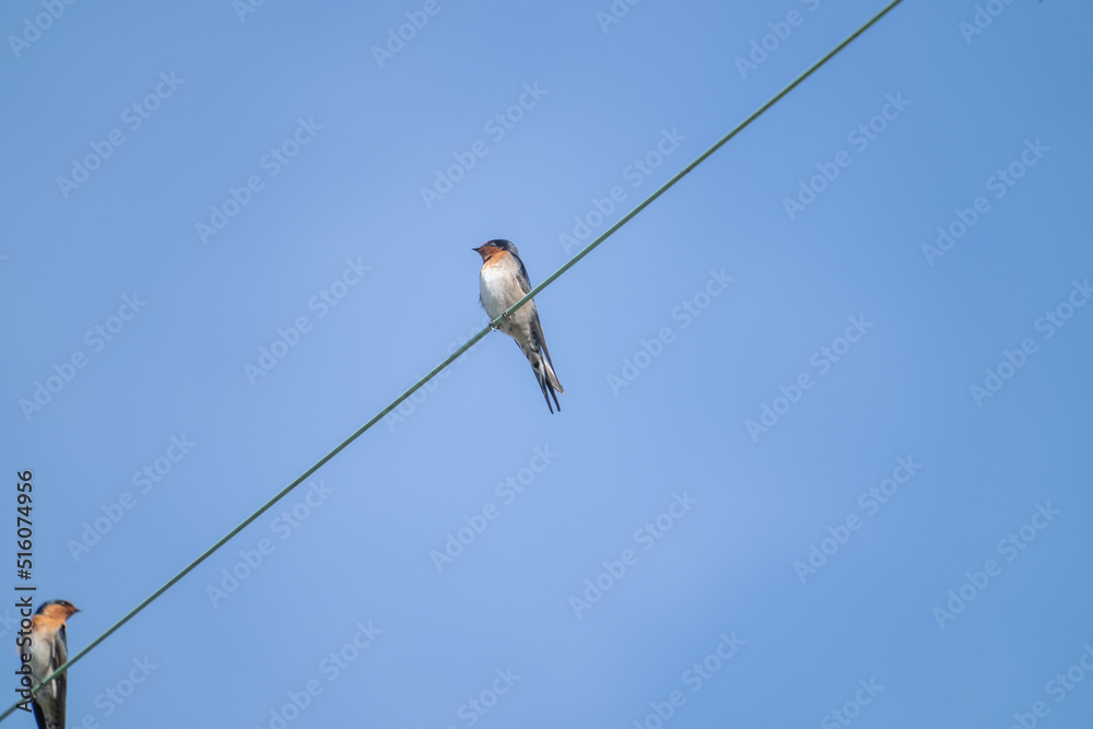 Welcome swallow high on power-line against blue sky Welcome swallow high on power-line against blue sky