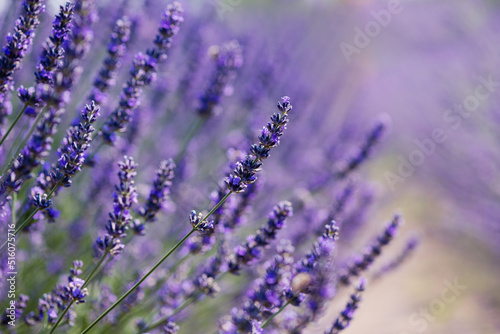 Close-up of flowers of blooming violet lavender flowers in summer.