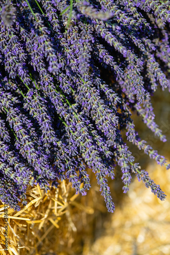 Bundles of lavender flowering stems lying on a bale of hay.