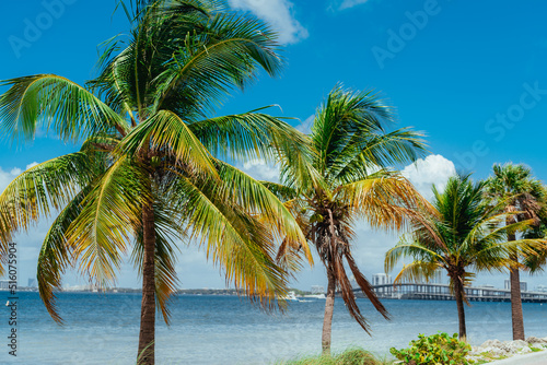 Fototapeta Naklejka Na Ścianę i Meble -  palm tree on the beach bridge miami Key Biscayne  