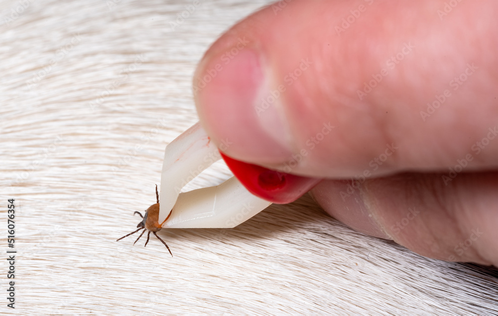 Removing a tick from a dog. A tick in parasite removal tongs in close