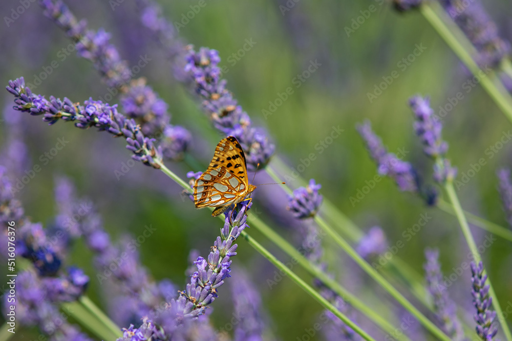 Close-up of a butterfly perched on a lavender flower. Close-up of a butterfly perched on a lavender flower.