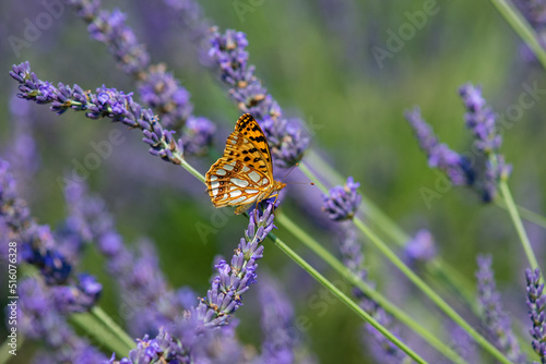 Close-up of a butterfly perched on a lavender flower. © o_lypa