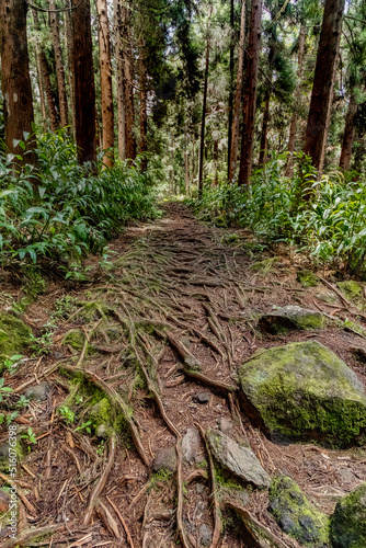 Forêt terre plate