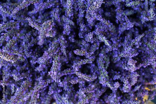 Fototapeta Naklejka Na Ścianę i Meble -  Close-up of flowers of blooming violet lavender flowers in summer.