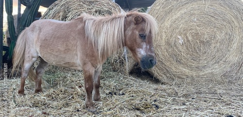 horse and foal