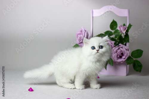 British Longhair white cat on a light gray background. Silver chinchilla color. Cute kitten play with flowers. Lilac roses in a wooden box.