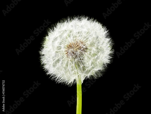 Dandelion with white floaties isolated on black background. Pappus. Seed head. High quality photo
