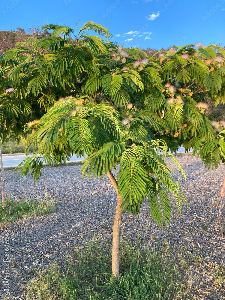 julibrissin tree close up Stock Photo Adobe Stock