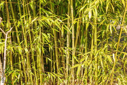 Bamboo tree landscape in the rainforest. Background of green trunks and leaves of bamboo.