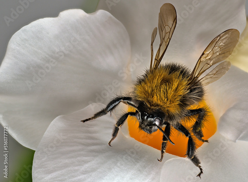 Bumblebee, bombus on a flower