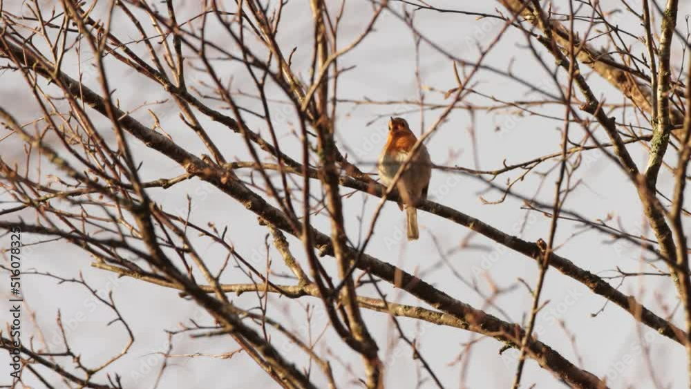 European Robin cleaning itself and singing during a spring evening European Robin cleaning itself and singing during a spring evening