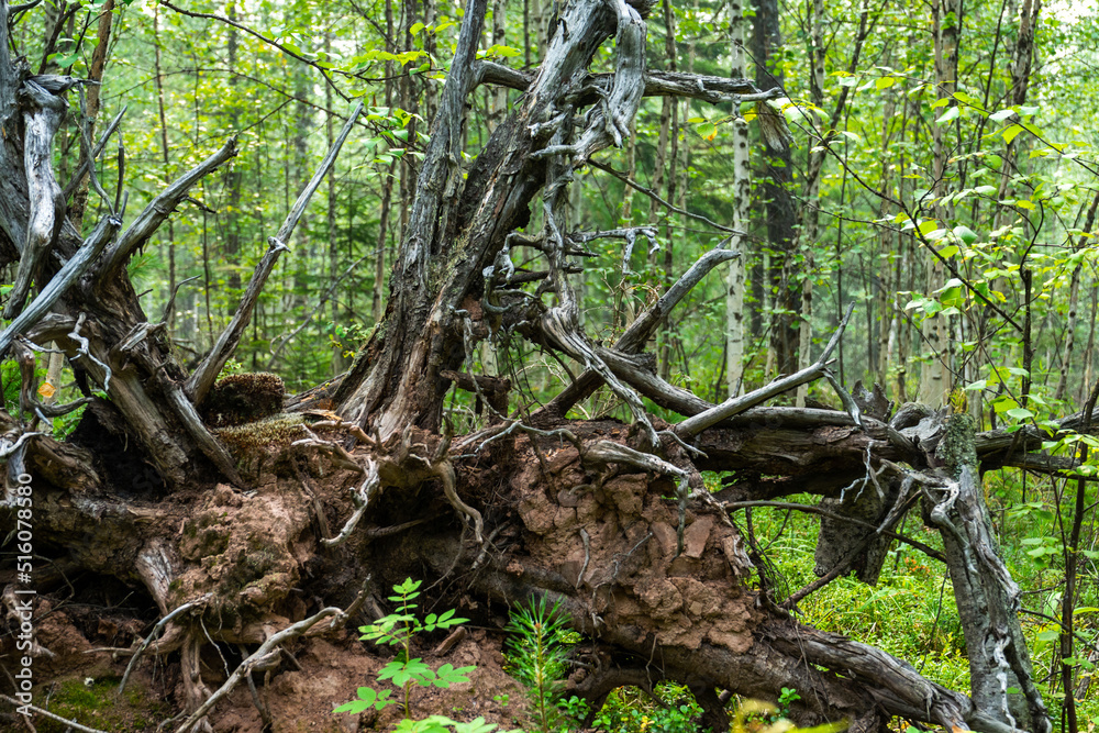 Old dry roots trees turned out of the ground. Old dry roots trees turned out of the ground.