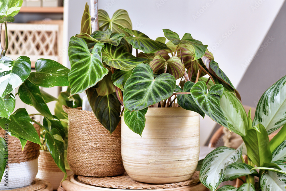 Tropical 'Philodendron Verrucosum' plant between other houseplants - obrazy, fototapety, plakaty 