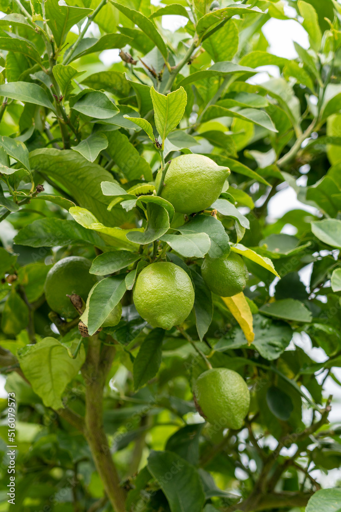 Green fresh lemon in the garden on a plantation on a branch Green fresh lemon in the garden on a plantation on a branch