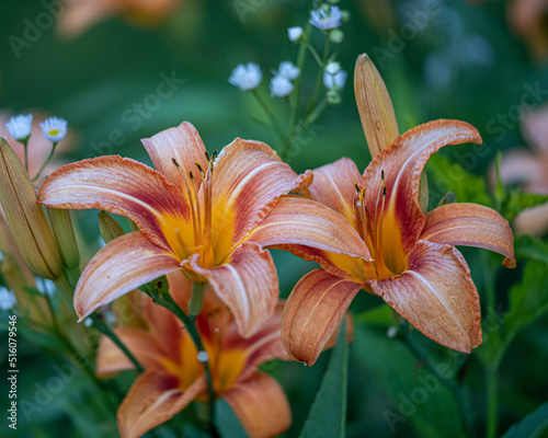 Day lilies blooming in a garden