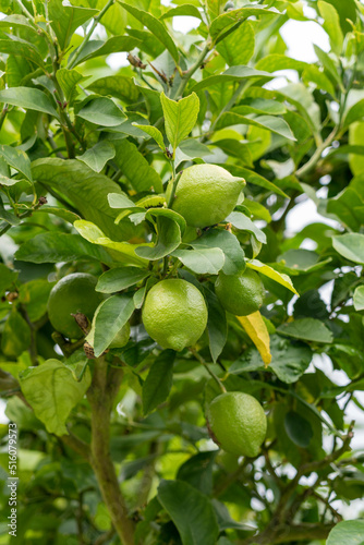 Green fresh lemon in the garden on a plantation on a branch