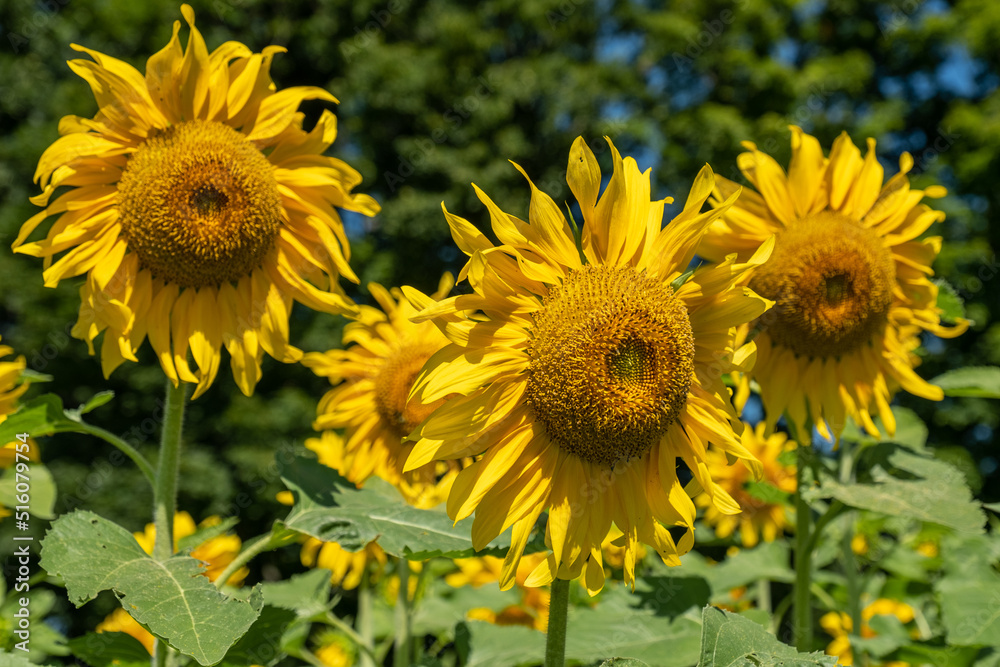 Fototapeta premium Three sunflowers in a large field of sunflowers